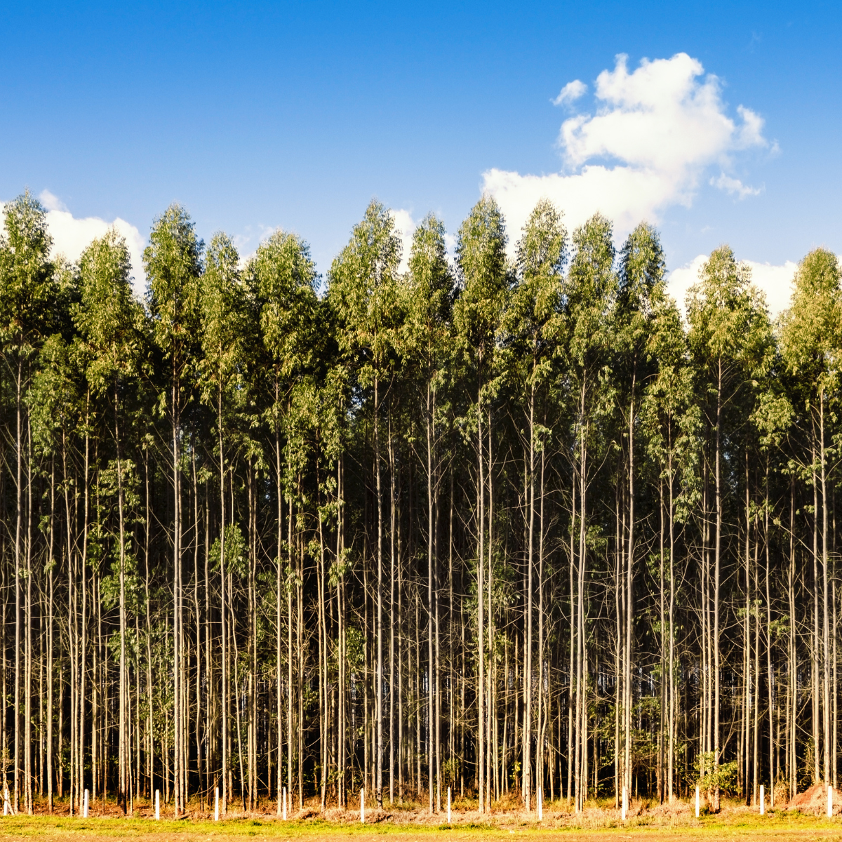 Prazo para Cadastro Ambiental Rural