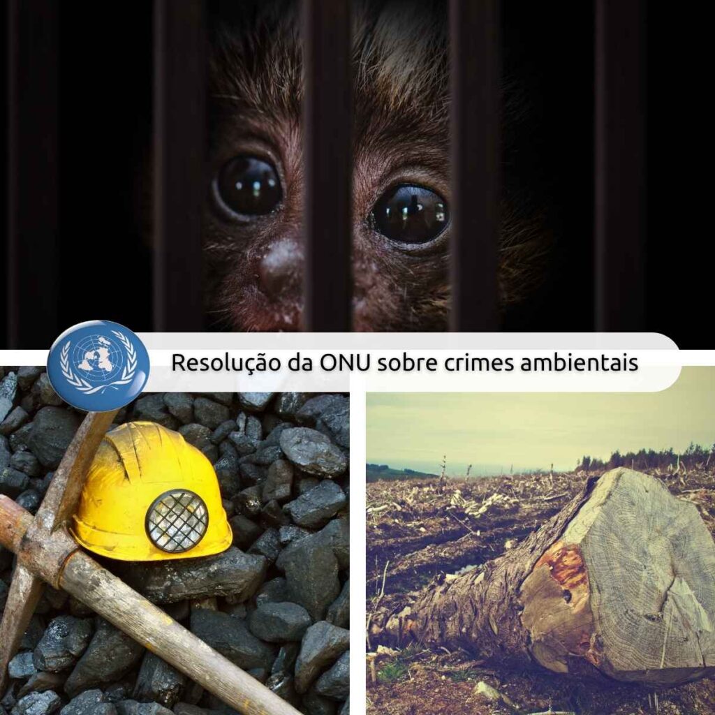 Resolução da ONU sobre crimes ambientais